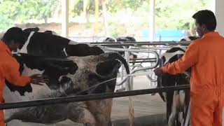 Cow froming sagar guop