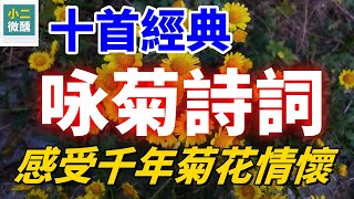 十首最美菊花詩，細品古代詩人的心靈映照，感受千年菊花情懷