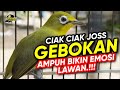 Kecial Kuning Ciak Joss GEBOKAN Ampuh Bikin Emosi Lawan NYAUT‼️| PEPADU KECIAL