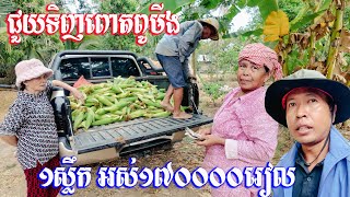 មកជួយទិញពោតពូមីងនៅចុងភូមិអូរប្រាសាទ