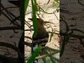 BIRDS HOOPOE RELAXING #birds #youtubeshorts