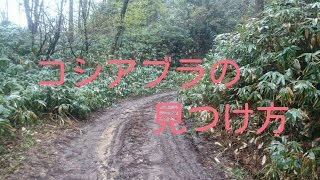 「山菜シリーズ」コシアブラの見つけ方