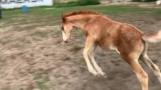 run like the gates left open - feral foals hay field adventure