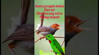 masteran burung