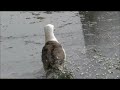 laysan albatross コアホウドリ