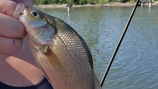 white perch bonanza at the abandoned marina