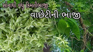 વાછેટીનીભાજી|માત્ર ચોમાસામાંજ મળતી ભાજી|સોનાથી વધું કિંમતી ભાજી|Vaseti ni bhaji|@Vanabhai.Chauhan