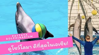 ครั้งแรก! ดูโชว์โลมา และ แมวน้ำ ที่ดีที่สุดในเอเชียที่ Pattaya Dolphinarium น่ารักเกินต้านมาก