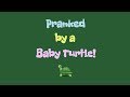 Pranked by a Baby Turtle