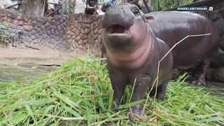 Meet viral baby pygmy hippo 'Moo Deng'