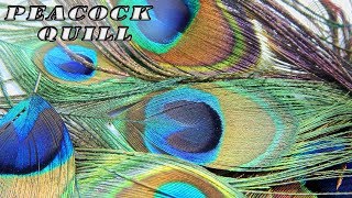 Fly tying: How to get a Peacock Quill