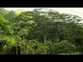 Albizia tree removal at Lyon Arboretum protects people and plants