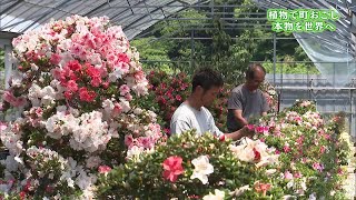 鹿沼市の名産「サツキ」を世界へ　植物を使って町おこし　若手経営者が挑戦