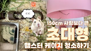 초대형 햄스터 케이지 청소! 햄스터 자연주의 단일 케이지 단케 청소 cleaning and redecorating hamster enclosure