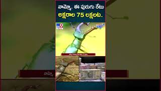 iSmart News : వామ్మో.. ఈ పురుగు రేటు అక్షరాల 75 లక్షలట.. - TV9