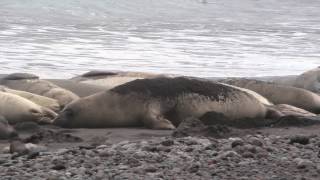 The Pinnipeds of Guadalupe Island