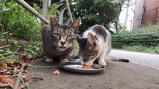 猫たちに給餌すると美味しそうに全部食べた。When I fed the cats, they all ate deliciously.   Vol.307