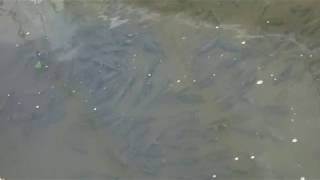 用水路で泳いでいた大きなフナの群れ --- A school of big crucian carps swimming in an irrigation channel