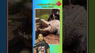 ఇది ప్రపంచంలోనే అత్యంత ముసలి మొసలి!| #crocodile #viralvideo #trendingvideo| ASVI Media