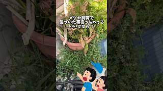 #メダカ#vlog