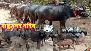 বাছুরসহ গাভী মহিষ ও ছোট থেকে বড় সকল ধরণের মহিষের দাম জানুন