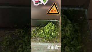 小型切菜机，快速切韭菜，每小时800公斤