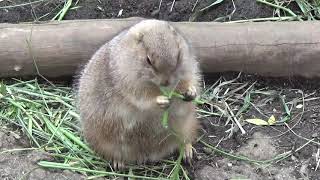 まんまるすぎるオグロプレーリードッグ(Black-tailed prairie dog)