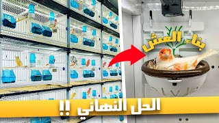 الحل النهائي لمشكل عدم رغبة أنثى الكناري في بناء العش