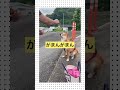 柴犬 犬 むぎ犬🐕待て🫷🫷