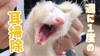 【フェレット姉弟】見るだけでスッキリする耳掃除！【ferret#304】