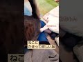 猫にかまって欲しいねこ　 shorts