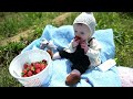 nashville farmers invent strawberry picking machine