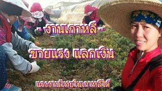 แรงงานไทยในเกาหลี|งานสวนเกาหลี|เตรียมกิ่งพันธุ์|งานรายวันเกาหลี|งานเกษตรเกาหลี