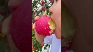 Eating pink apple - For fruit lovers #shorts