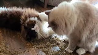 When The Catnip Hits...🙈