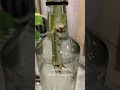 23.11.2024 golden pothos water propagation