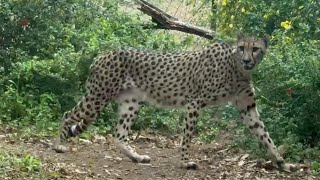 クラリスちゃん散歩中【番外編】【よこはま動物園ズーラシア】チーター