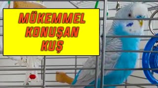 MÜKEMMEL KONUŞAN MUHABBET KUŞU GÖRENLERİ ŞAŞIRTIYOR