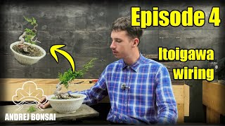 itoigawa juniper bonsai easy structural wiring