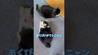 ネコと子ネコとおじさん　Ｗツチネコみっけシリーズ‼️ #shorts #猫 #cat #cats #ねこ #ねこのいる生活 #猫のいる暮らし #ツチネコ #ハチワレニャン #ハチワレニャニャーン