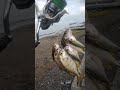 fishing capung702 beachfishing fish ultralightfishing sabiki sabikirig viralvideo viralshorts