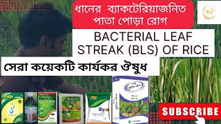 ধানের ব্যাকটেরিয়া জনিত পাতা পোড়া রোগ | (BLS) এবং (BLB)@ কৃষি পরামর্শ