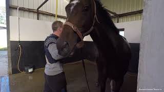 P2P Stable Tour #2 is from Andy Pierce’s Blackhall Stud in Co.Wexford