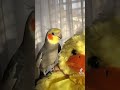 Cockatiel sings into his friends ear #parrot #pet #cockatiel #cute #yumyumthetiel