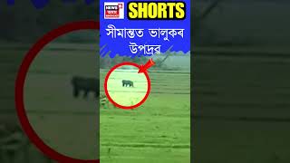 Guwahati ৰ Azara ত  Assam-Meghalaya সীমান্তত Bear ৰ উপদ্ৰৱ |  #shorts