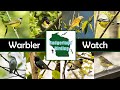 How Many Warblers Can We Find? (Warbler Watch)