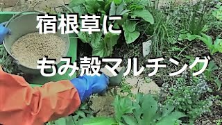 宿根草にもみ殻マルチングしました。/素晴らしいもみ殻効能