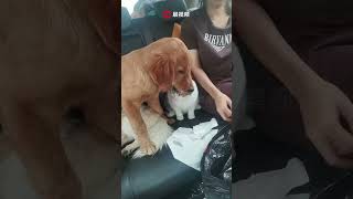 The dog got car sick and was slapped by the cat on his way back home