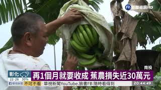 狂風暴雨過後... 南投中寮香蕉倒一片 | 華視新聞 20190522