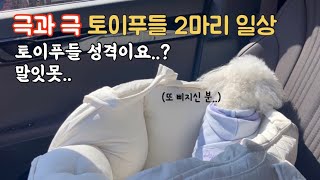 매운맛 토이푸들 vlog🌶️ 강아지 두마리 키우기 현실🫥 미용하고 특식 먹는 #강아지브이로그